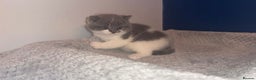 British Shorthair cats for sale: GCCF registered male 🩵  - Advert 3