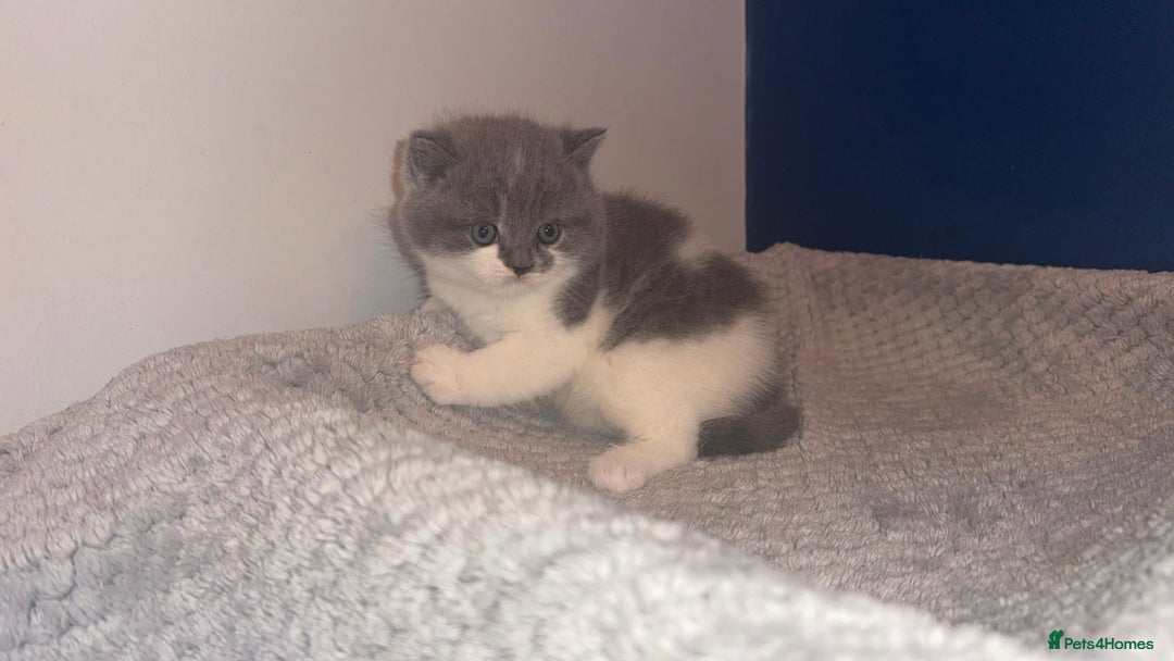 British Shorthair cats for sale: GCCF registered male 🩵  - Advert 3