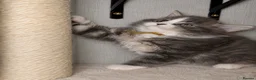 Maine Coon cats for sale: 🐾 FULLY REGISTERED PEDIGREE MAINE COON KITTENS 🐾 - Advert 10