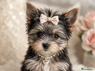 Yorkshire Terrier dogs 💎Last Elegant Girl Available 💎❤️ - Advert 3