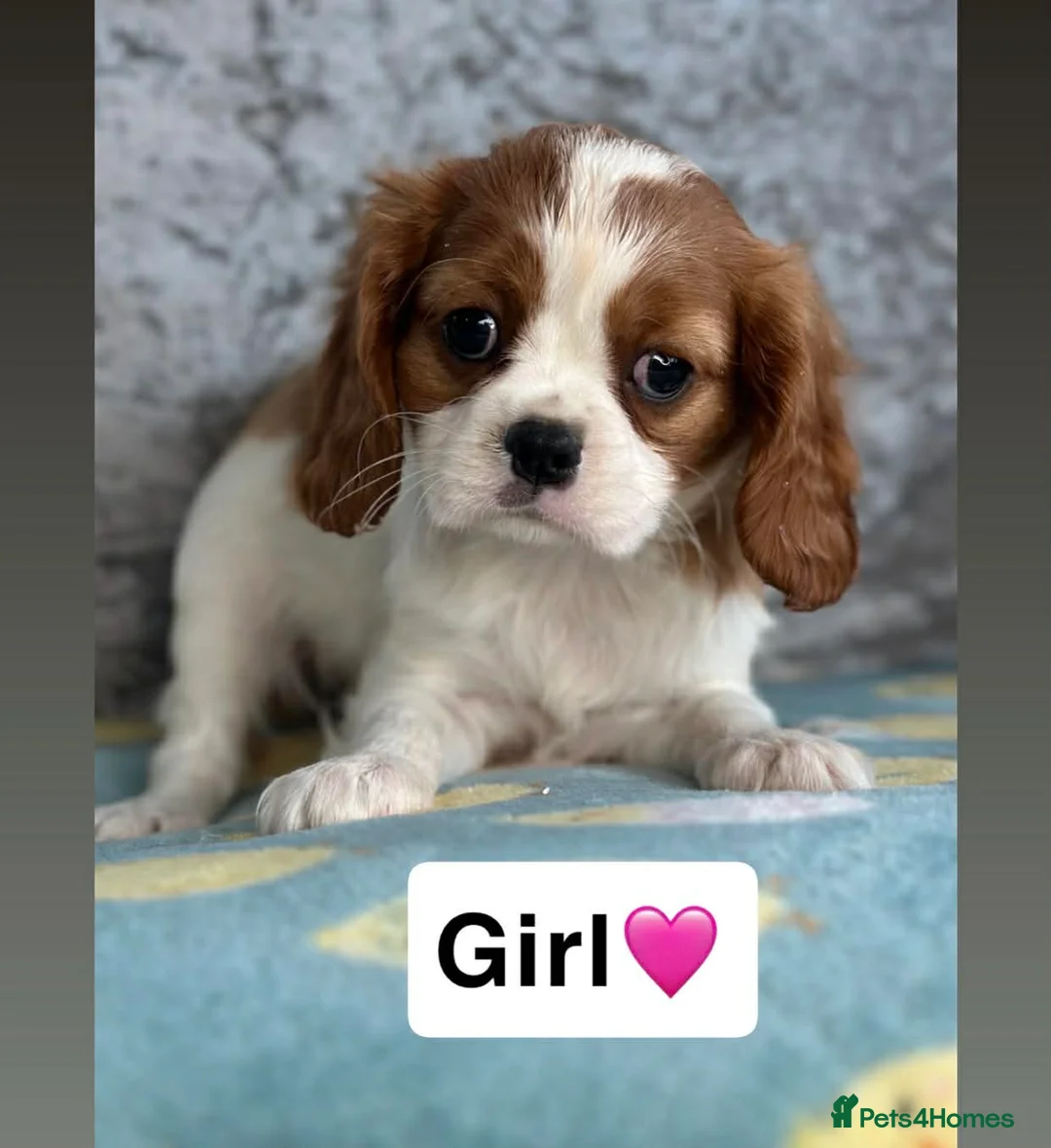 Cavalier King Charles Spaniel dogs for sale: Stunning KC Cavalier Puppies  - Advert 1