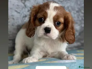 Cavalier King Charles Spaniel dogs for sale: Stunning KC Cavalier Puppies - Advert 3