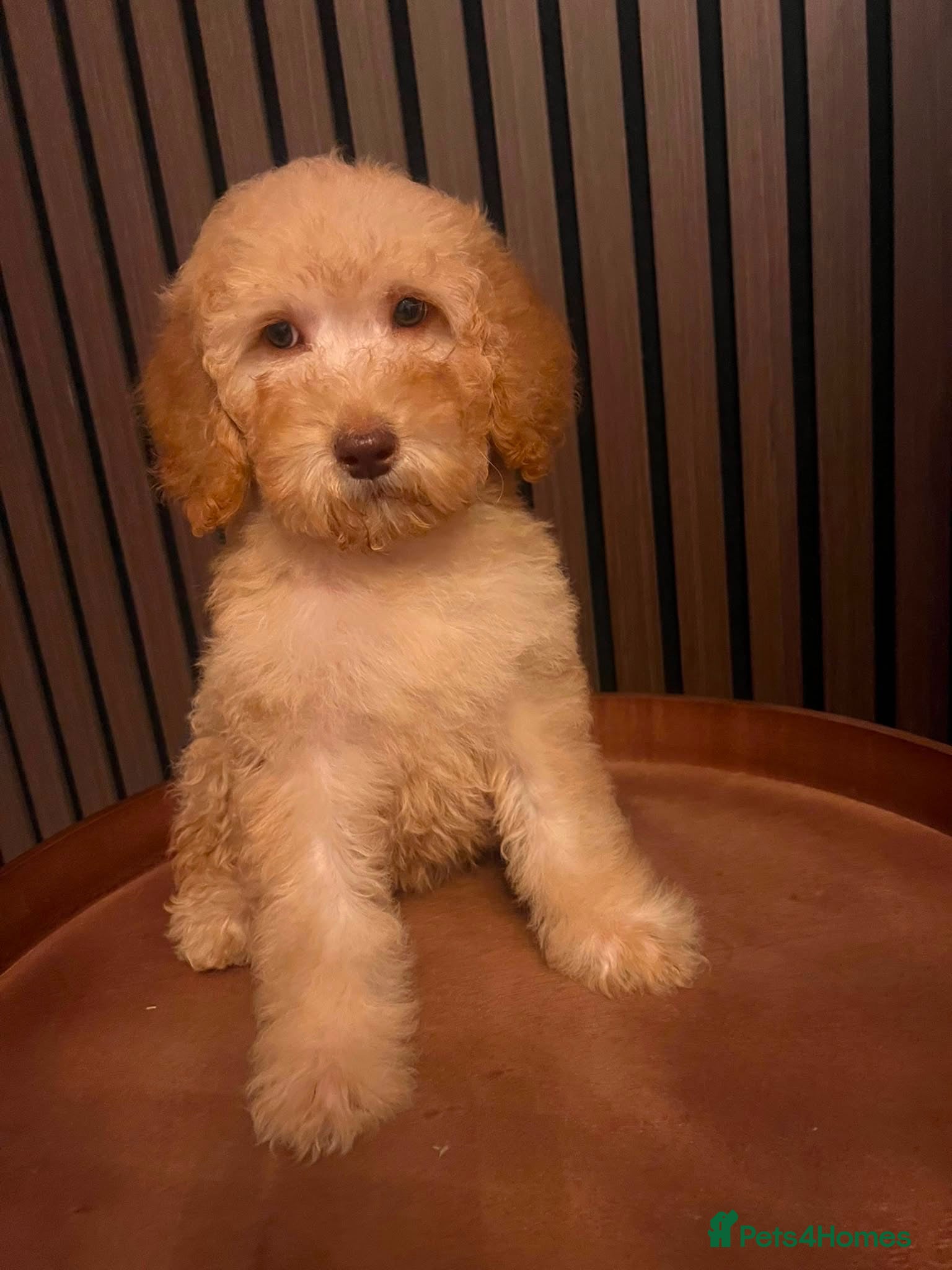 Labradoodle dogs READY NOW 1 Girl Remaining Labradoodles  - Advert 1