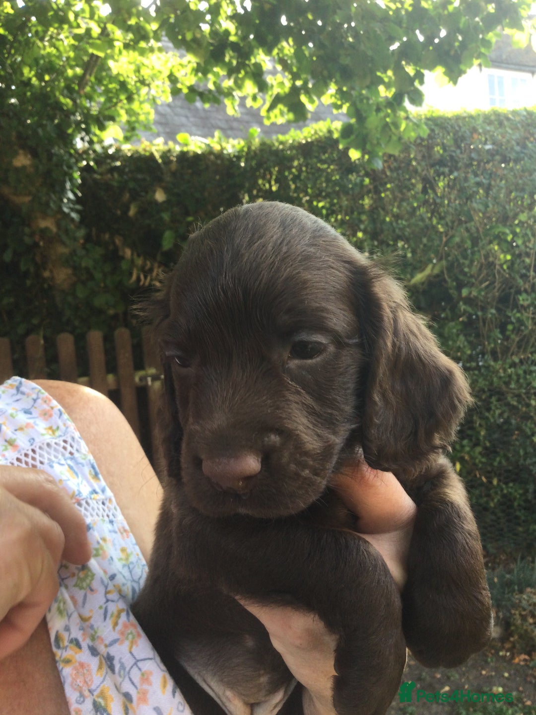 Cocker Spaniel dogs for sale: Working Cocker Spaniel Pups - Image 7
