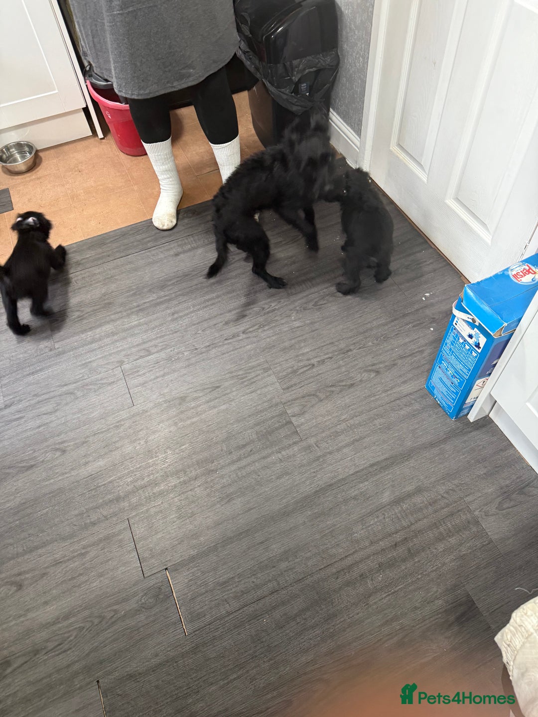 Patterdale Terrier dogs for sale: Female Patterdale Puppies - Image 5
