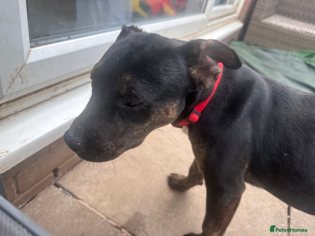 Mixed Breed dogs for sale: Beautiful mixed breed for cheap - Image 2