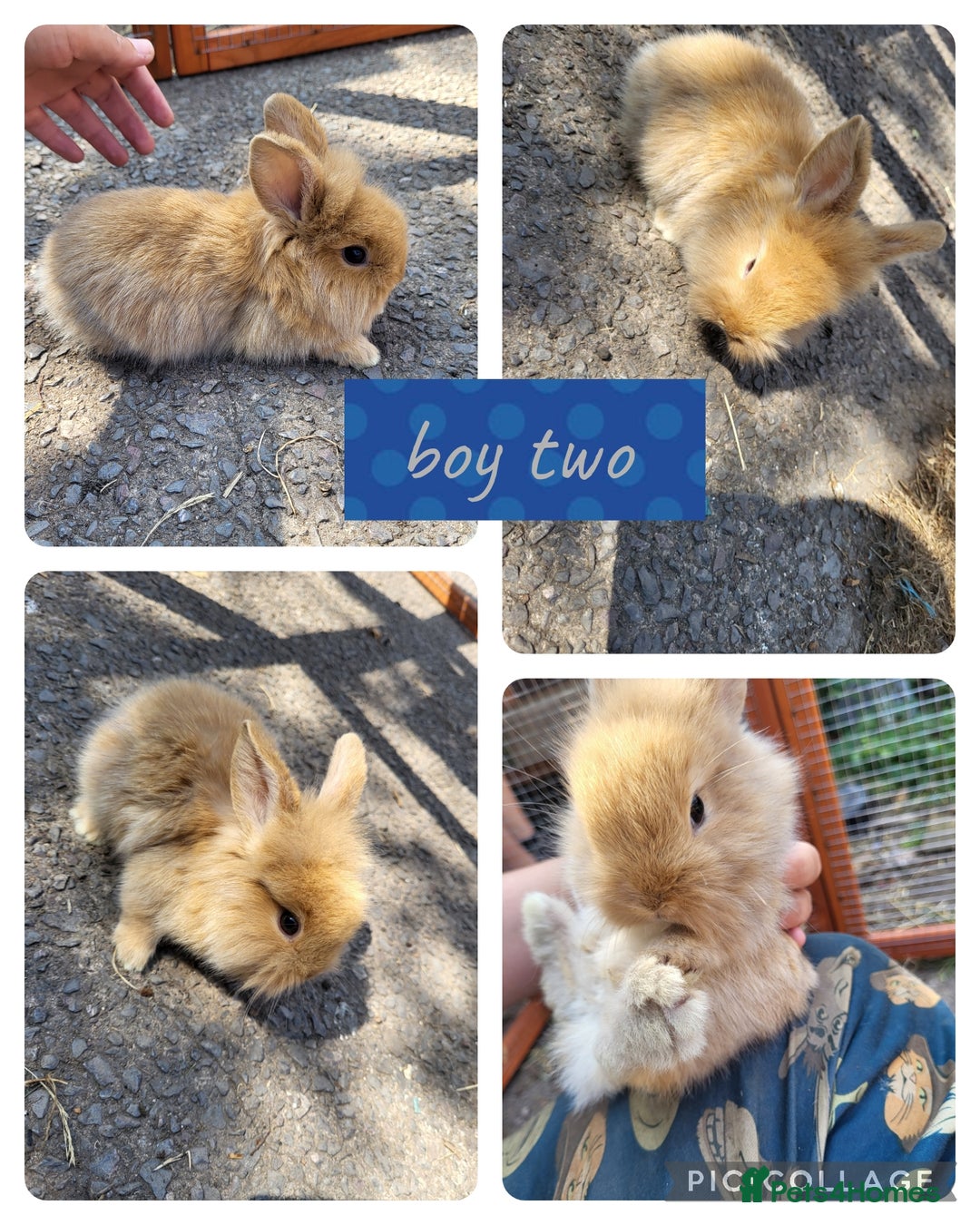 Mini Lion Lop rabbits for sale: 3 beautiful litter ready to reverse  - Image 2