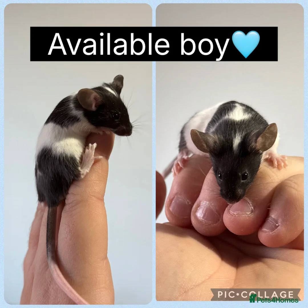Mouse rodents for sale: Beautiful female and male mice for sale  - Advert 2