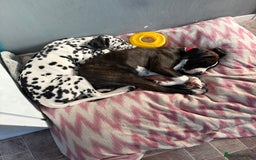 Mixed Breed dogs for sale: Stella - Image 9