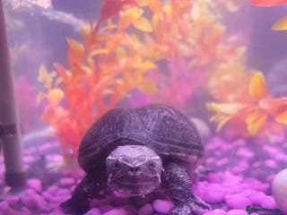 Terrapin reptiles 2 terrapins / turtles for sale - Advert 1