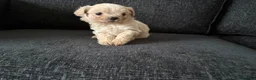 Mixed Breed dogs for sale: Shih Tzu cross puppies ready  - Advert 6