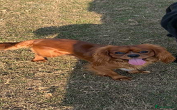 Cavalier King Charles Spaniel dogs for sale: 1 BOY LEFT**** Cavalier King Charles puppies - Image 18