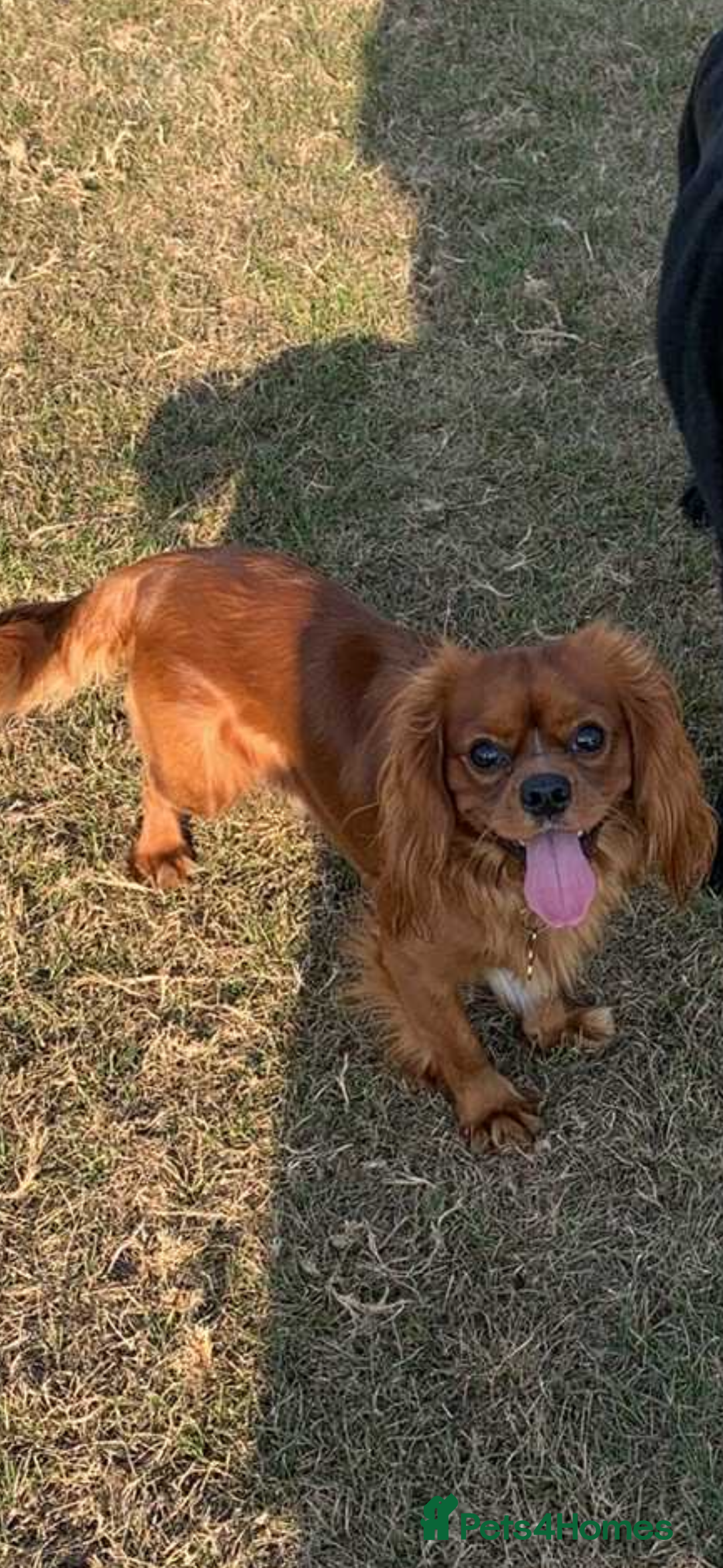 Cavalier King Charles Spaniel dogs for sale: 1 BOY LEFT**** Cavalier King Charles puppies - Image 18
