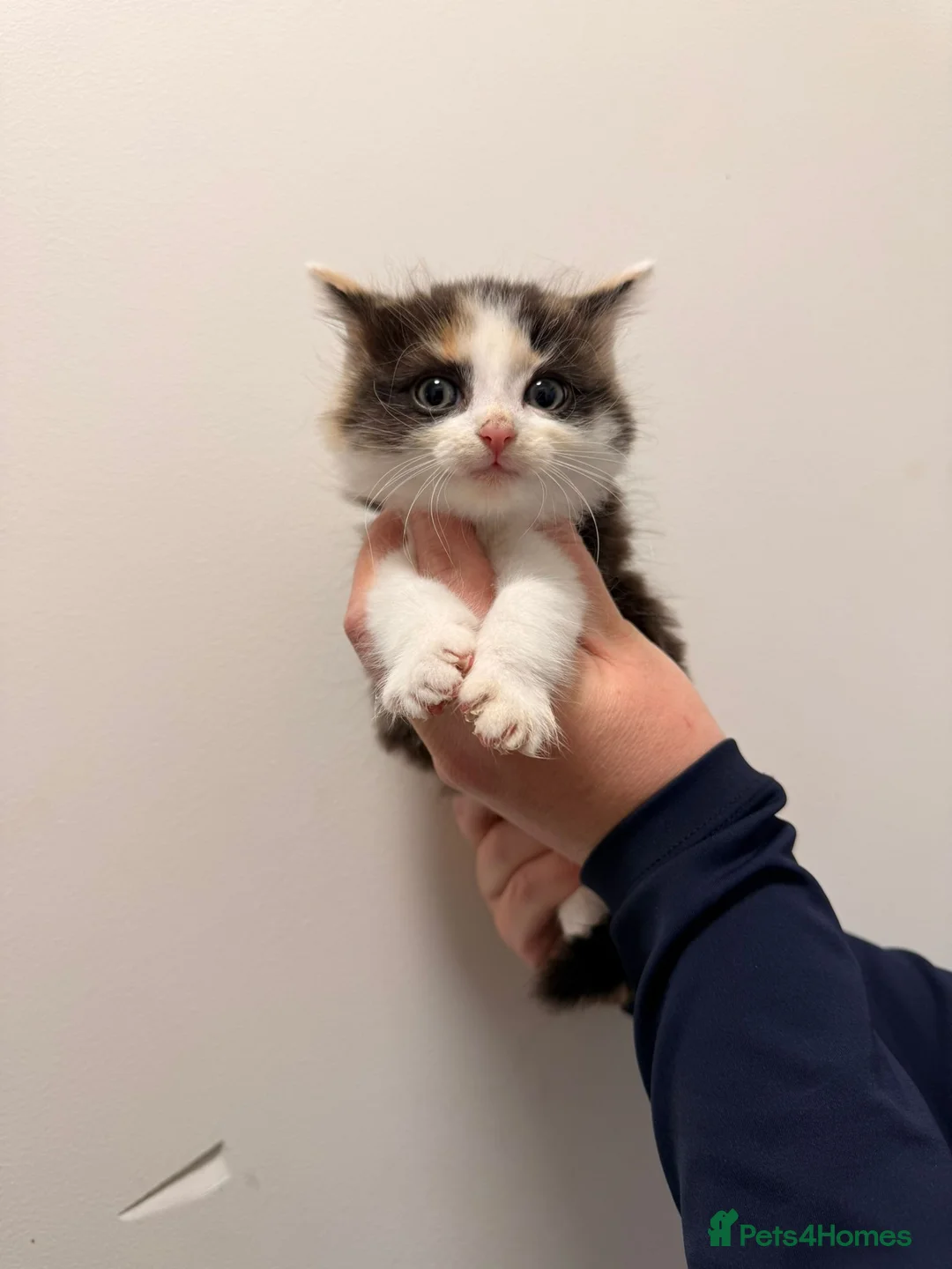 Maine Coon cats for sale: Maine coon kittens  - Advert 5