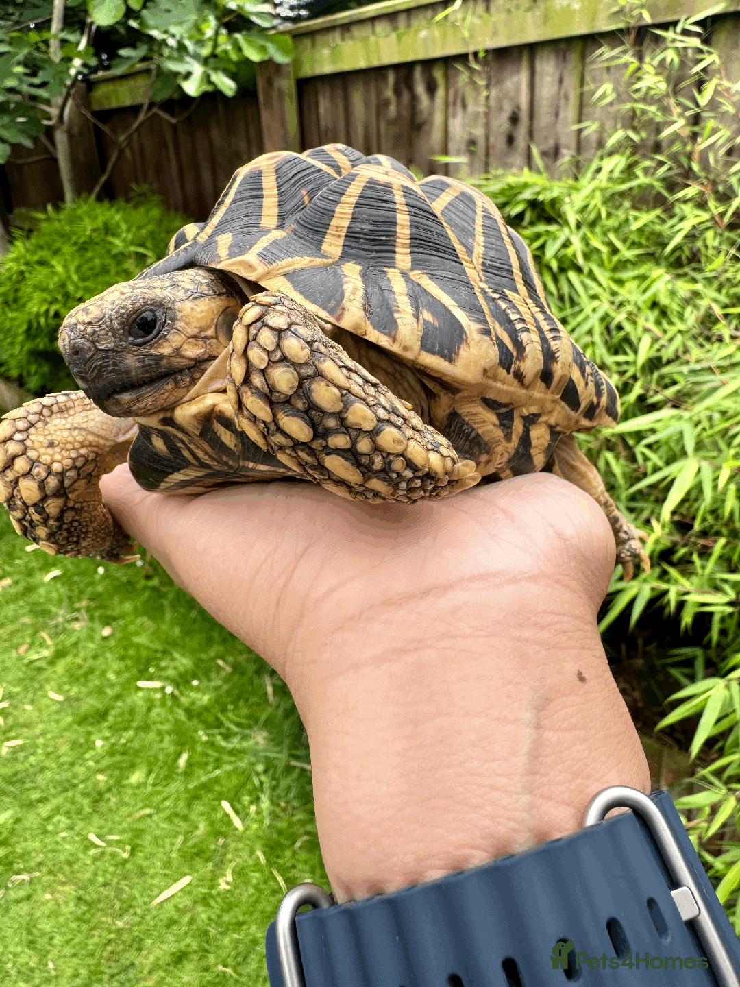 Tortoise reptiles for sale: CB18 indian star tortoise for sale - Image 2