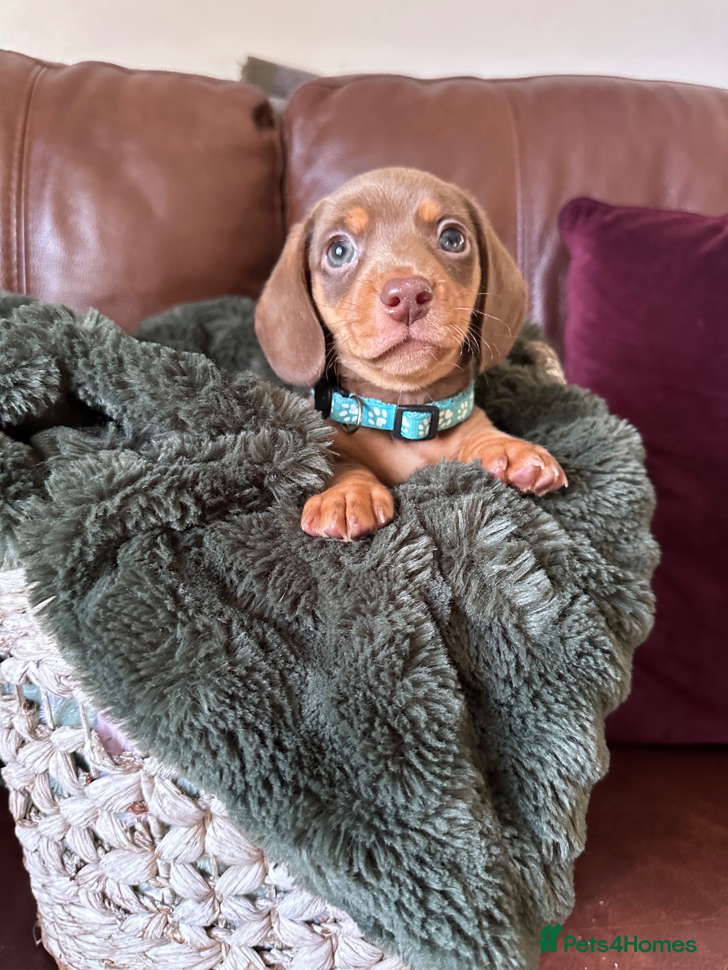 Miniature Dachshund dogs 3 Ready to leave! Miniature Dachshund Puppy’s  - Advert 14