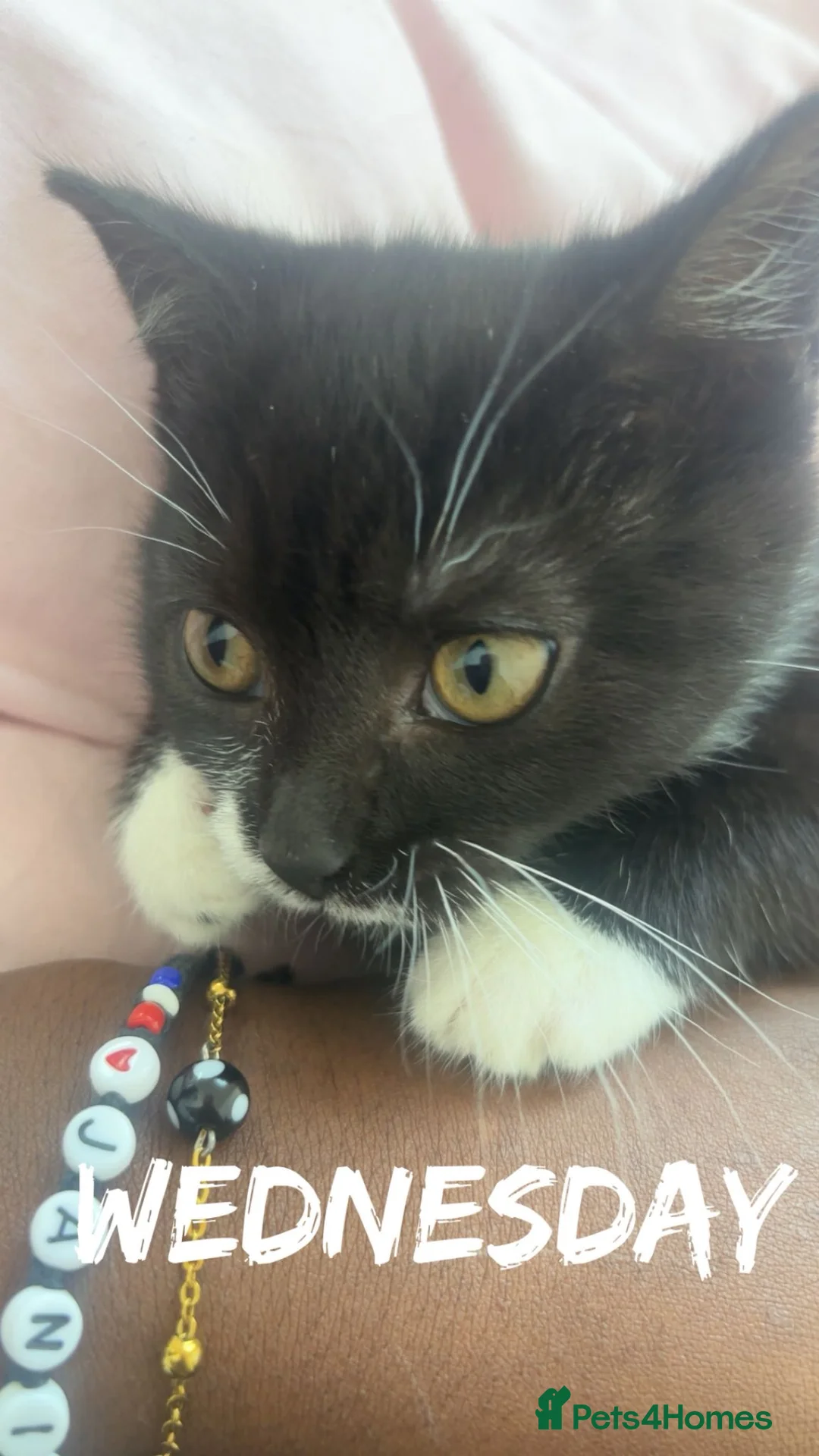 Mixed Breed cats for sale: Kitten ready for a new home in Enfield - Advert 2