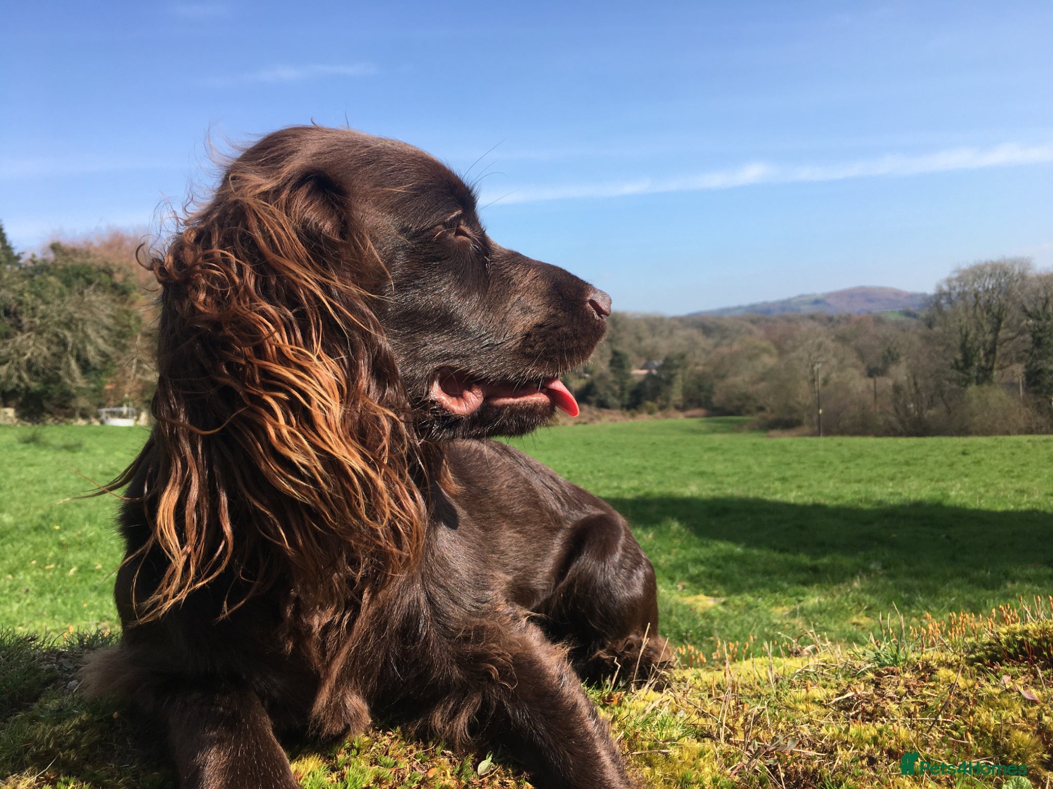 Cocker Spaniel dogs Outstanding Pedigree Liver Working Cocker Pups - Advert 2