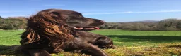 Cocker Spaniel dogs for sale: Outstanding Pedigree Liver Working Cocker Pups in Newton Abbot - Advert 2