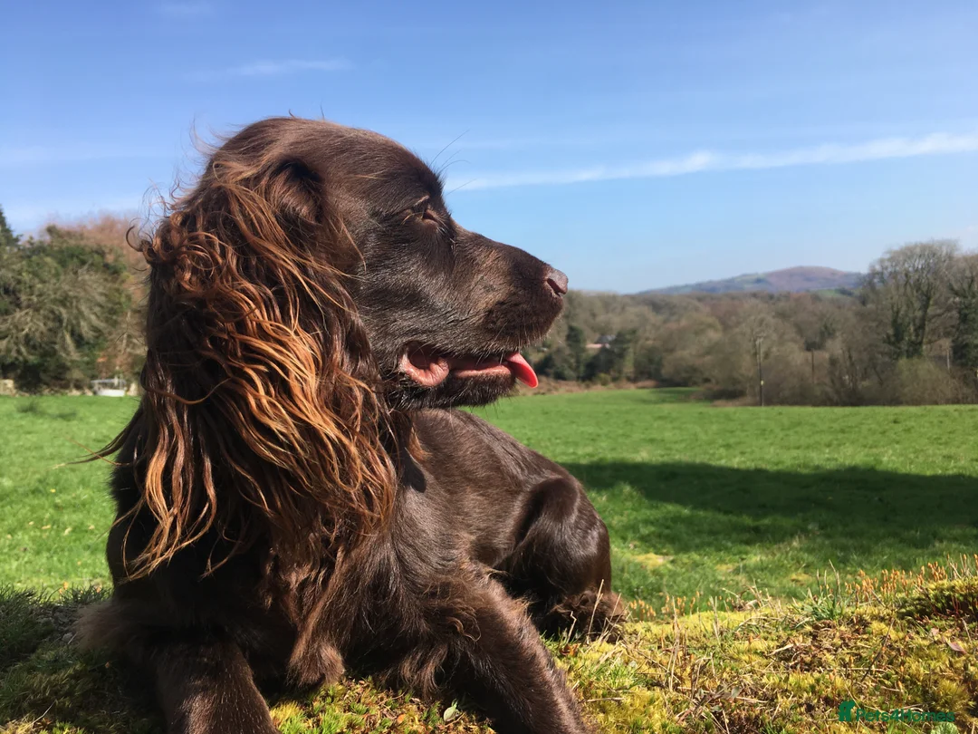 Cocker Spaniel dogs for sale: Outstanding Pedigree Liver Working Cocker Pups in Newton Abbot - Advert 2