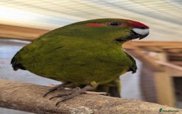 Parakeets birds for sale: 3 Beautiful Kakarikis for sale. 2 males, 1 female. - Image 3