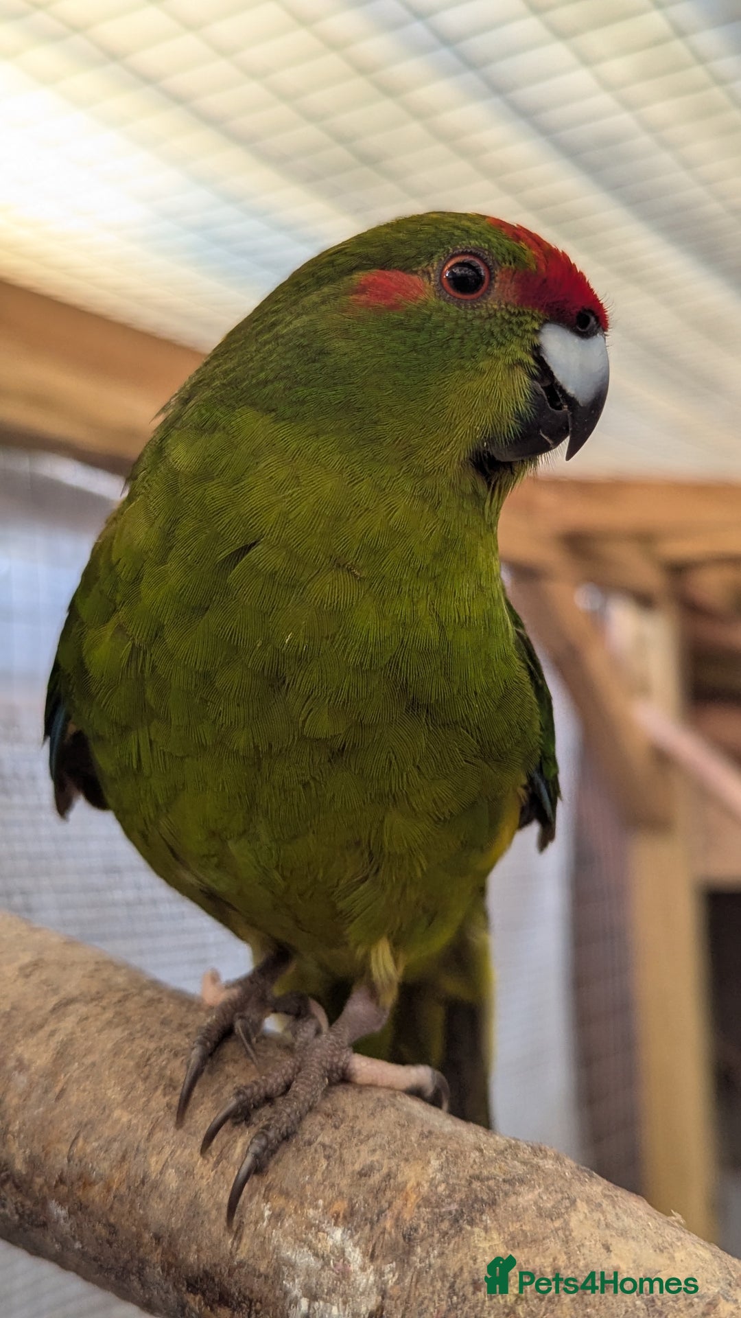Parakeets birds for sale: 3 Beautiful Kakarikis for sale. 2 males, 1 female. - Image 3