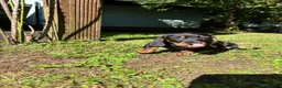 Miniature Dachshund dogs for sale: Miniature Dachshund Boy PRA Clear ready to go in Ammanford - Advert 6