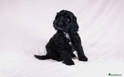 Cockapoo dogs for sale: Ready now beautiful litter F1B cockapoo puppies  in Leicester - Image 20