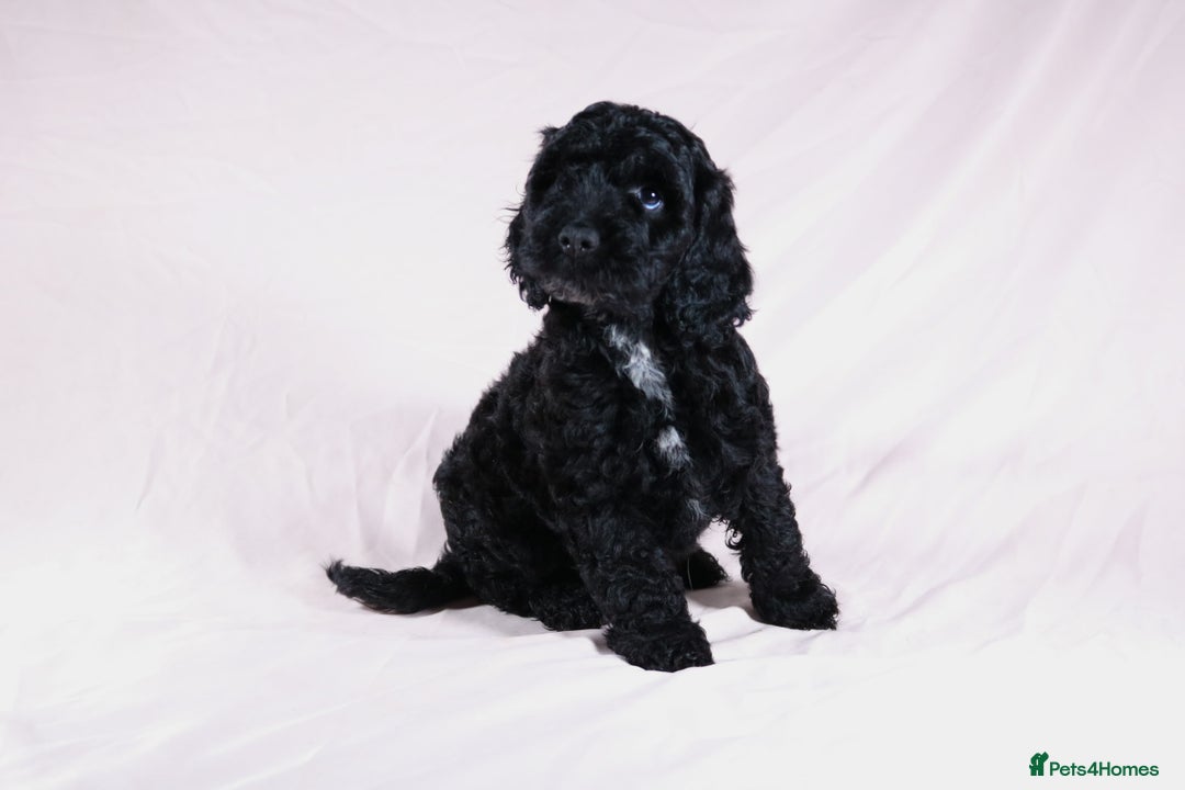 Cockapoo dogs for sale: Ready now beautiful litter F1B cockapoo puppies  in Leicester - Image 20