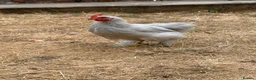 Chickens poultry for sale: Lavender Pekin Bantam Cockerels  - Advert 6