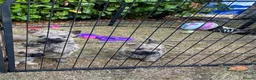 Cairn Terrier dogs for sale: Sweetest Little KC Reg Cairn Terrier Puppies.  - Advert 34