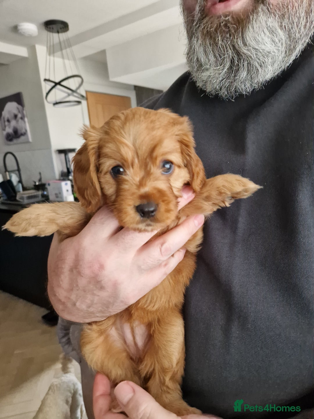 Cavapoo dogs for sale: Beautiful Cavapoo F2 puppies  for sale - Image 8