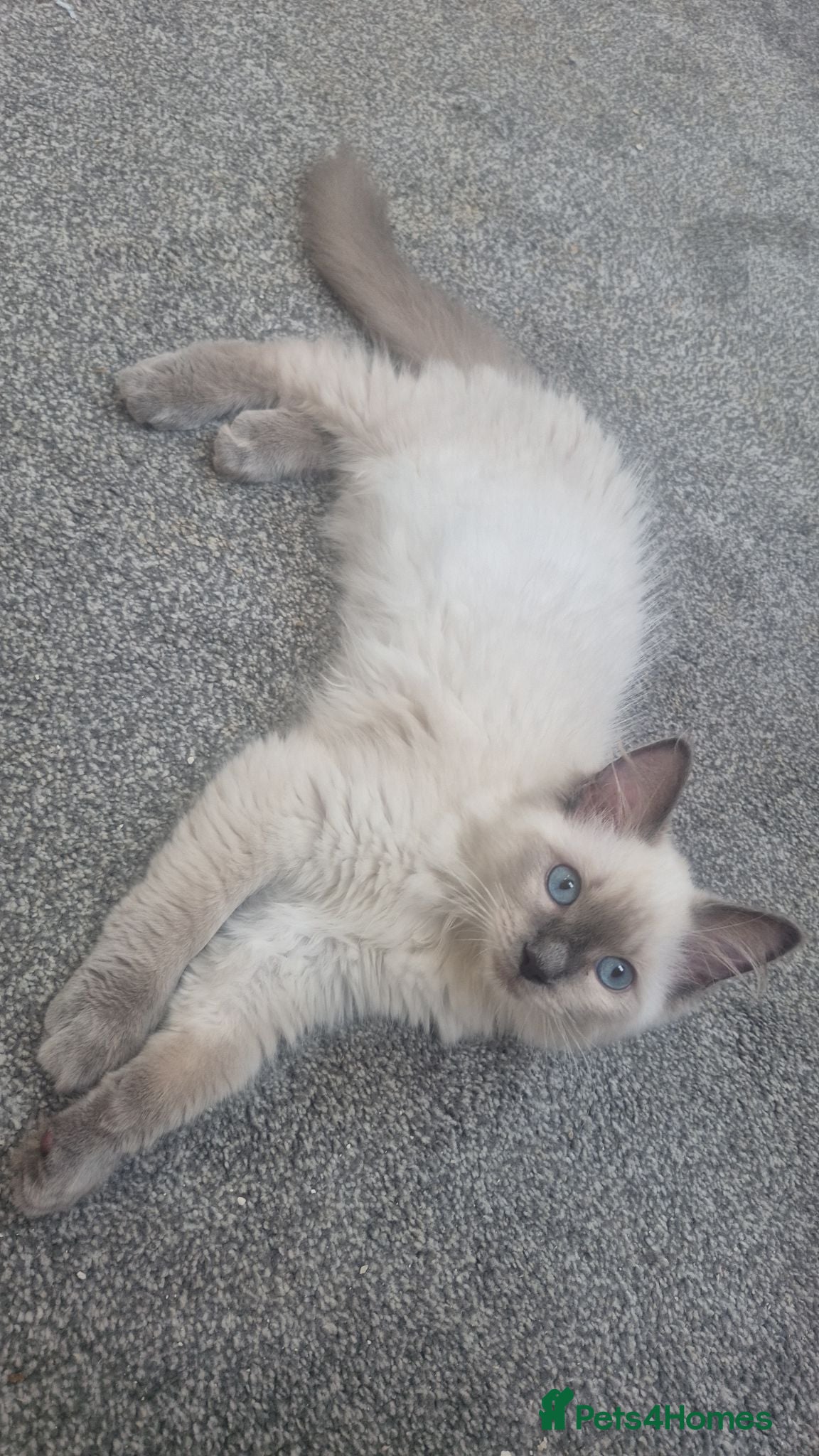 Ragdoll cats Stunning registered male ragdoll  - Advert 1