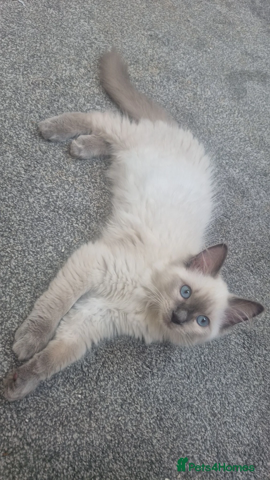 Ragdoll cats for sale: Stunning registered male ragdoll  - Advert 1