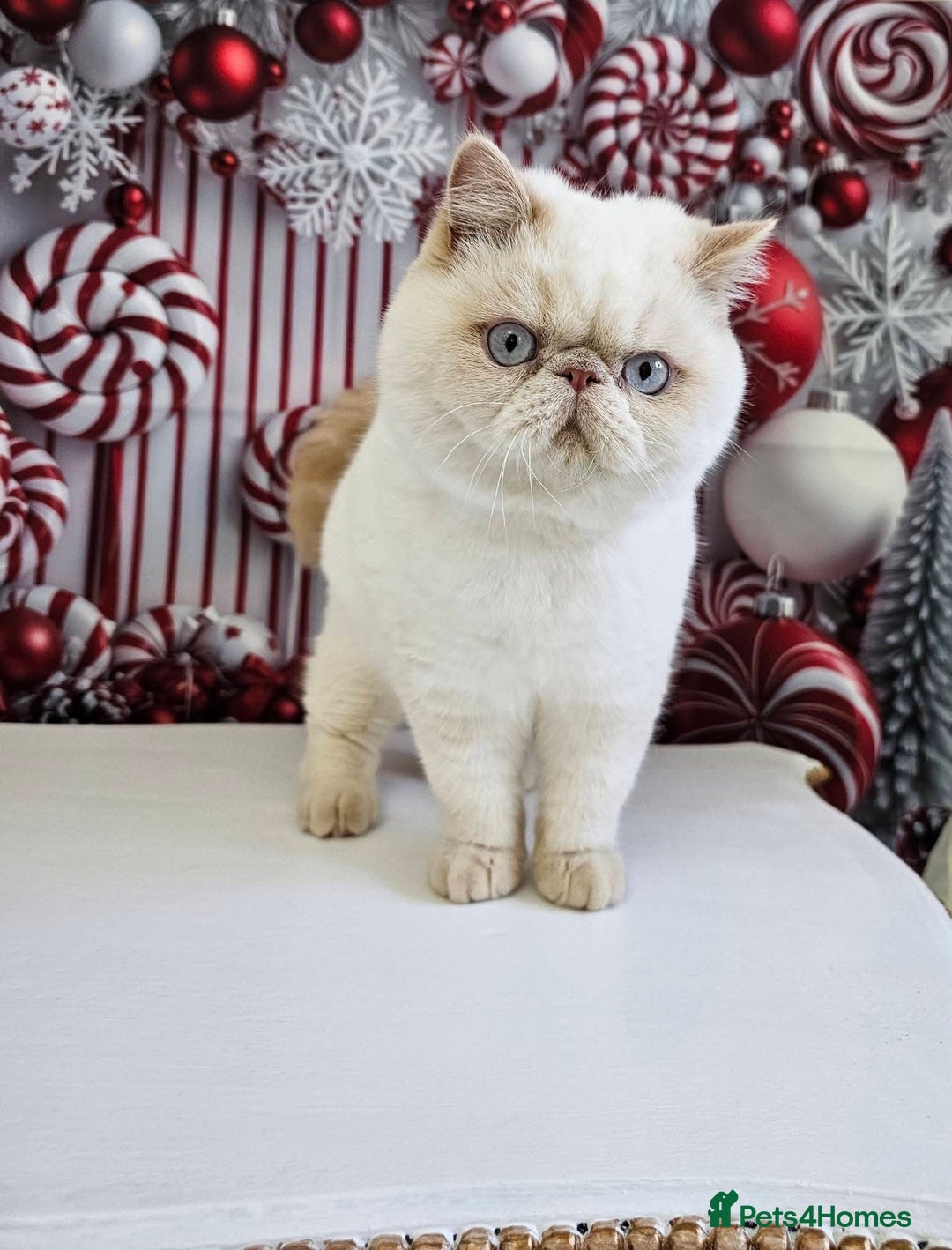 Exotic cats for sale: Chunky GCCF reg pedigree male exotic SH kitten  - Advert 4