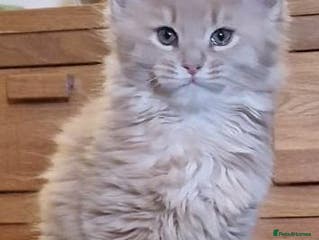 Maine Coon cats MAINE COON KITTENS WITH WORLD CHAMPION BLOODLINES - Advert 1