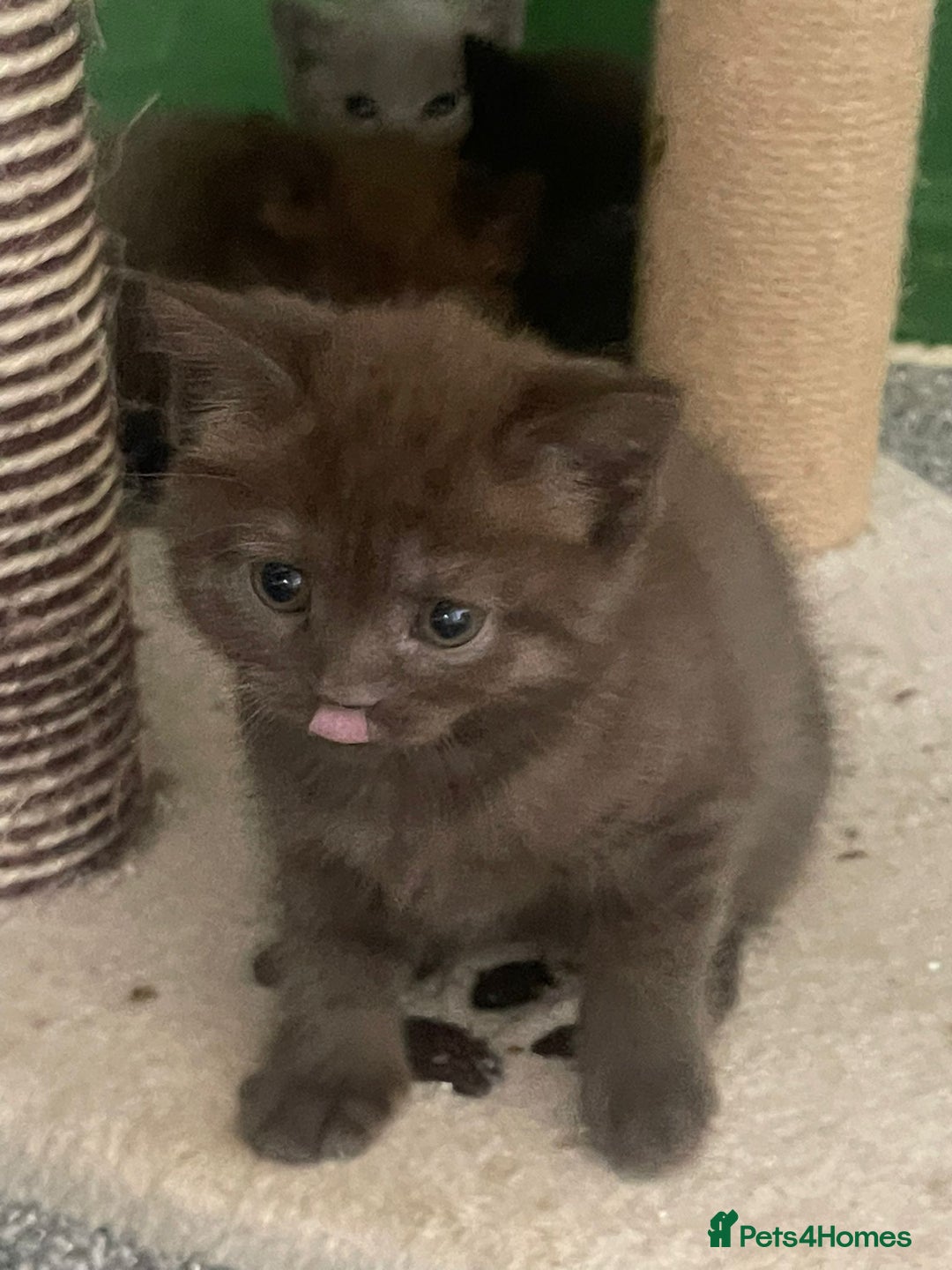 British Shorthair cats for sale: 3 male and 3 female kittens and mother  - Image 7