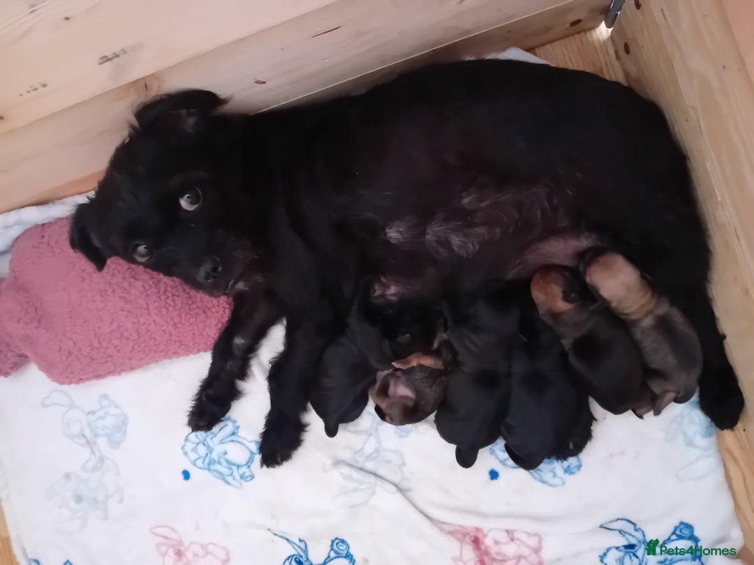Jug dogs for sale: Six Jug puppies looking for forever home - Image 2