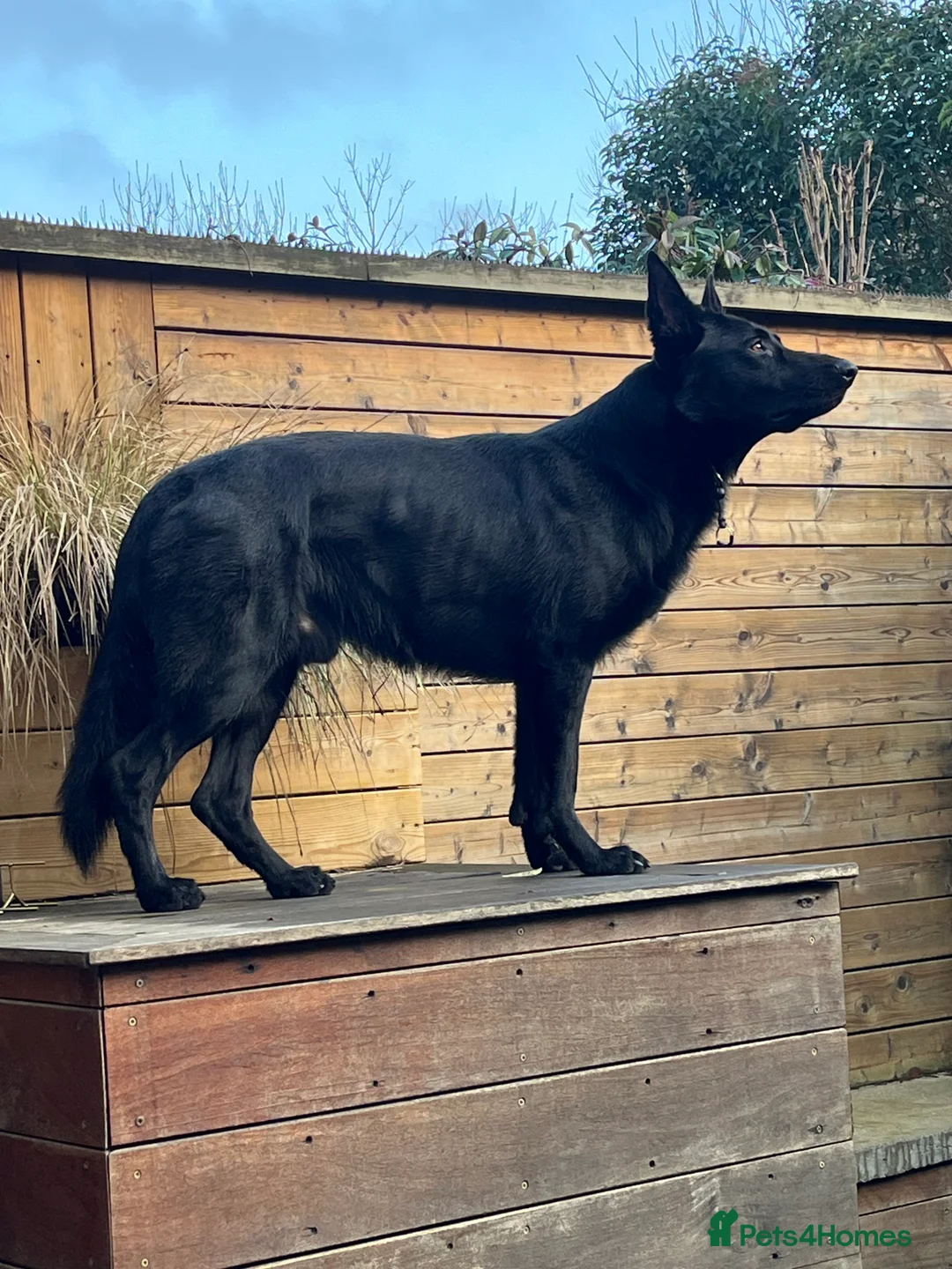 German Shepherd dogs for sale: Solid black German Shepard for sale  - Advert 5