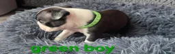 Boston Terrier dogs for sale: ⭐️KC registered beautiful Boston terrier puppies - Advert 40