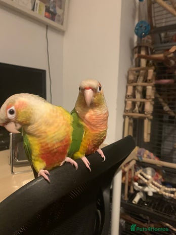 Conures birds in St. Neots - Advert 7