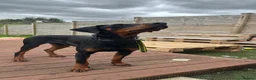 Dobermann dogs for stud: KC registered Dobermann for a stud  - Advert 2