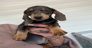 Miniature Dachshund dogs - Advert 12