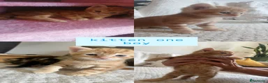 Kitten 1 male 