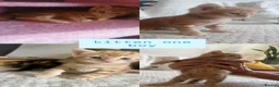 Bengal cats for sale: 🩷🩵 BEAUTIFUL BENGAL MIX KITTENS! 🩵🩷 - Advert 2