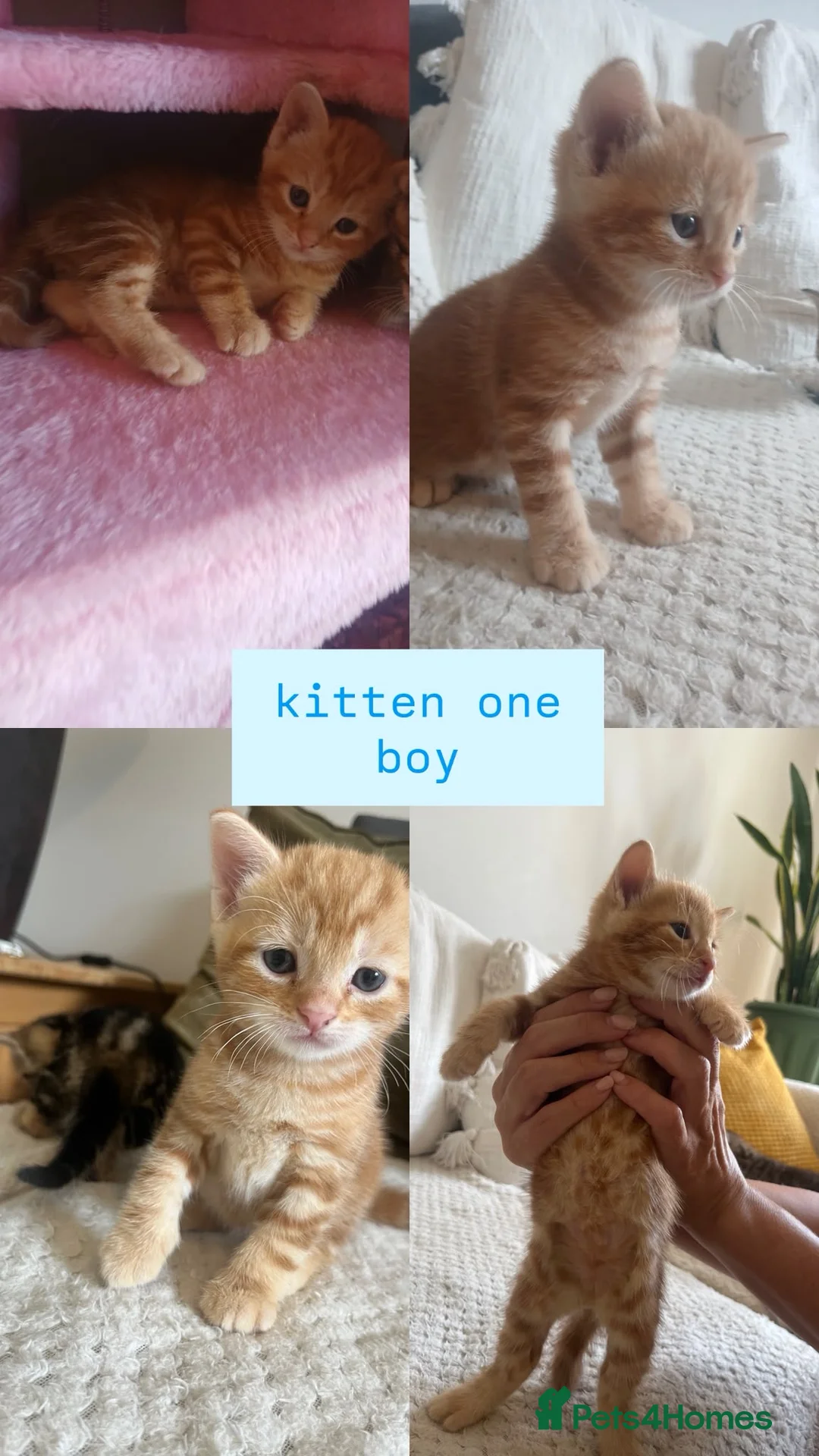 Bengal cats for sale: 🩷🩵 BEAUTIFUL BENGAL MIX KITTENS! 🩵🩷 - Advert 2