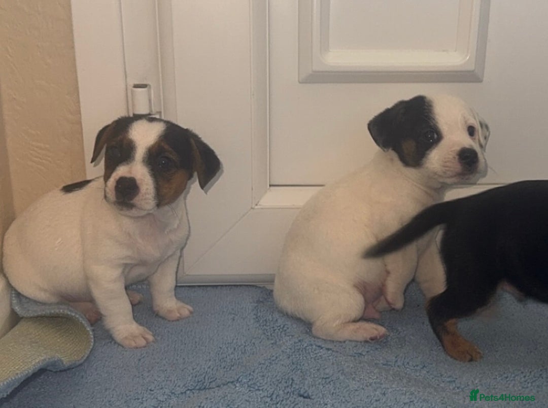 Jack Russell dogs for sale: Minituare short haired jack Russell’s ready now - Advert 12
