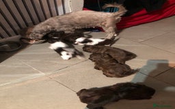 Shih Tzu dogs for sale: 6 beautiful shih tzu puppies  - Advert 1