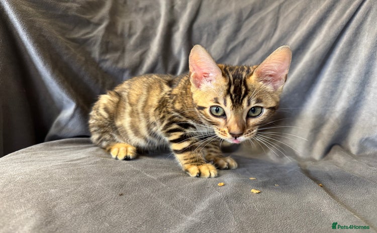 Bengal cats in Newark - Advert 11