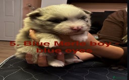 Pomeranian dogs for sale: Stunning Pomeranians  - Image 15